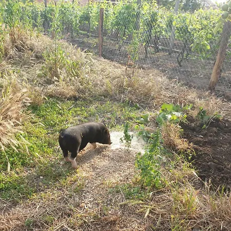 Jako Vino ブルハリ