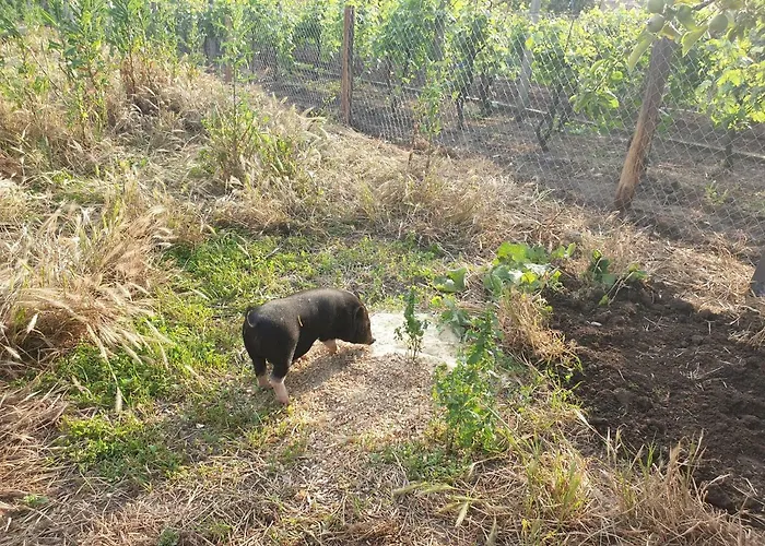 Jako Vino Булгари